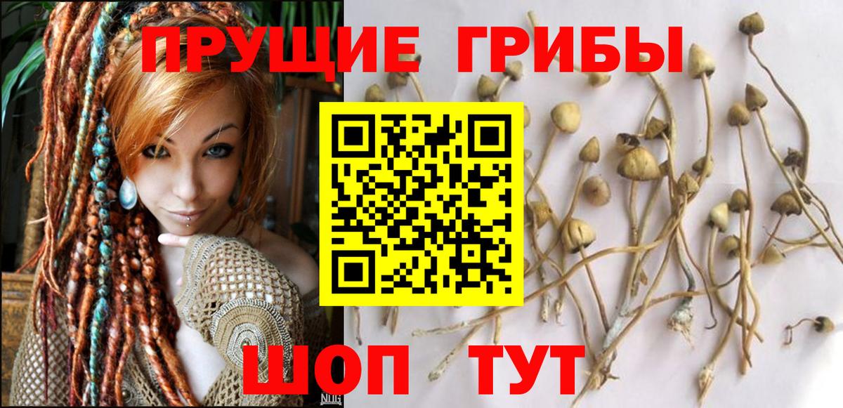 Галлюциногенные грибы GOLDEN TEACHER  Вход с VPN  Таганрог  Псилоцибиновые грибы Magic Shrooms 